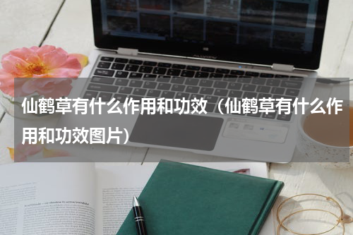 仙鹤草有什么作用和功效（仙鹤草有什么作用和功效图片）