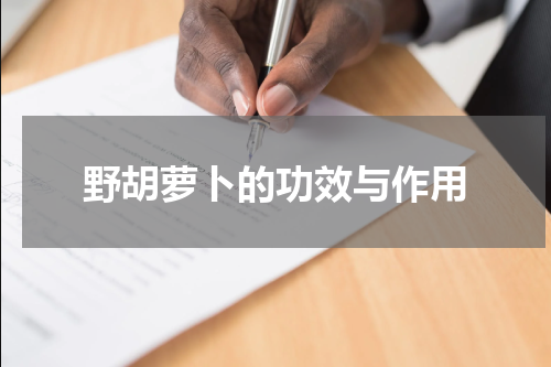 野胡萝卜的功效与作用