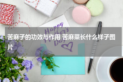 苦麻子的功效与作用 苦麻菜长什么样子图片