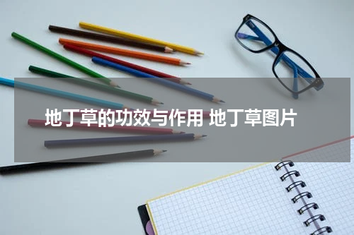 地丁草的功效与作用 地丁草图片