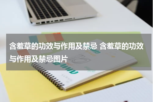含羞草的功效与作用及禁忌 含羞草的功效与作用及禁忌图片