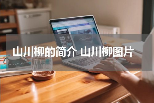 山川柳的简介 山川柳图片