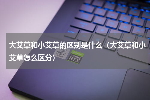 大艾草和小艾草的区别是什么（大艾草和小艾草怎么区分）