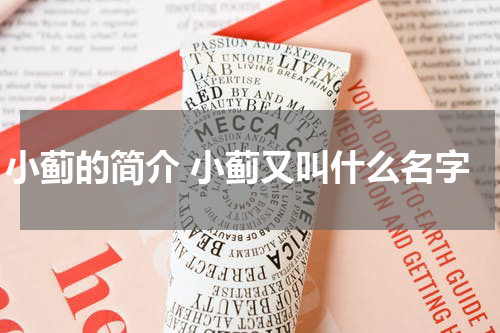 小蓟的简介 小蓟又叫什么名字