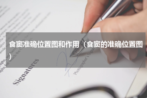 食窦准确位置图和作用（食窦的准确位置图）