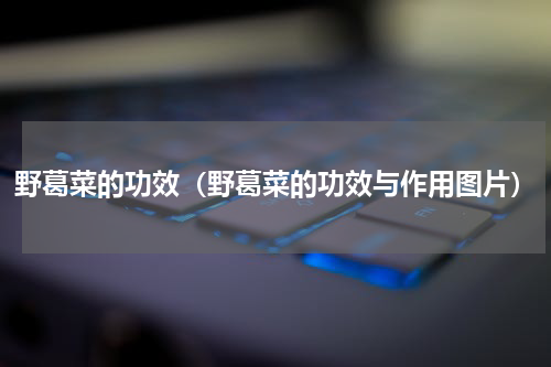 野葛菜的功效（野葛菜的功效与作用图片）