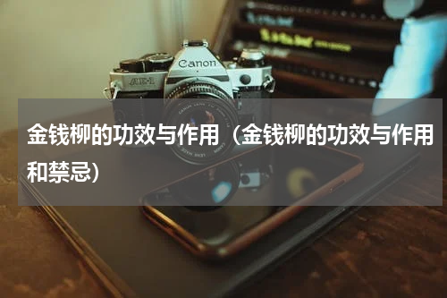 金钱柳的功效与作用（金钱柳的功效与作用和禁忌）