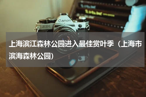 上海滨江森林公园进入最佳赏叶季（上海市滨海森林公园）