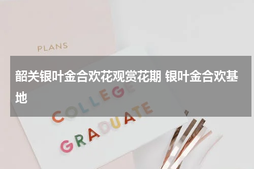 韶关银叶金合欢花观赏花期 银叶金合欢基地