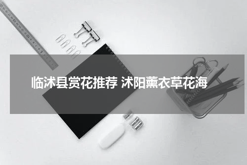 临沭县赏花推荐 沭阳薰衣草花海