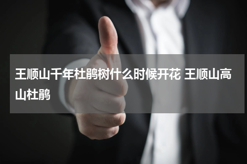 王顺山千年杜鹃树什么时候开花 王顺山高山杜鹃