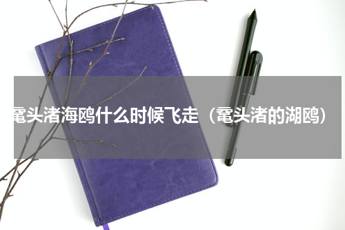 鼋头渚海鸥什么时候飞走（鼋头渚的湖鸥）