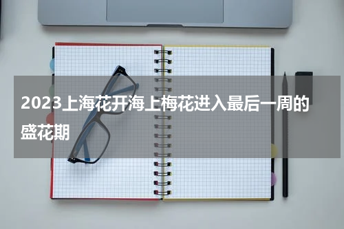 2023上海花开海上梅花进入最后一周的盛花期