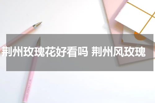 荆州玫瑰花好看吗 荆州风玫瑰